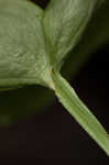 Kidneyleaf grass of Parnassus